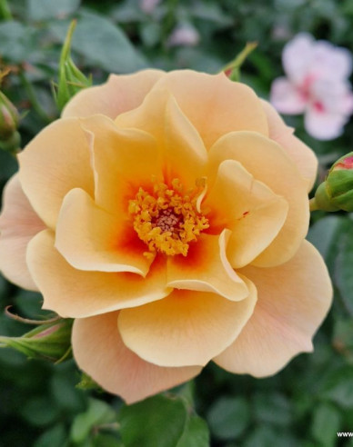 Ruža ´See You in Apricot´