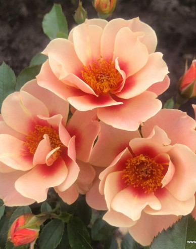 Ruža ´See You in Apricot´