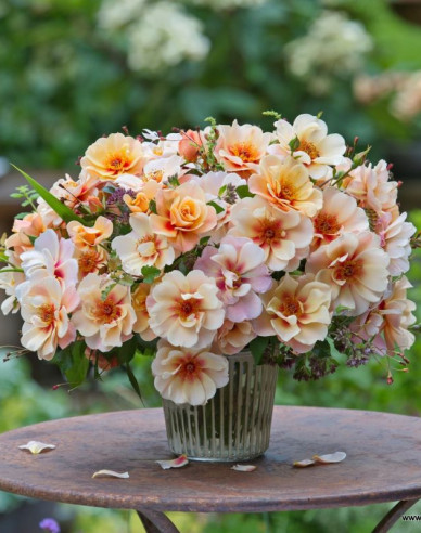 Ruža ´See You in Apricot´