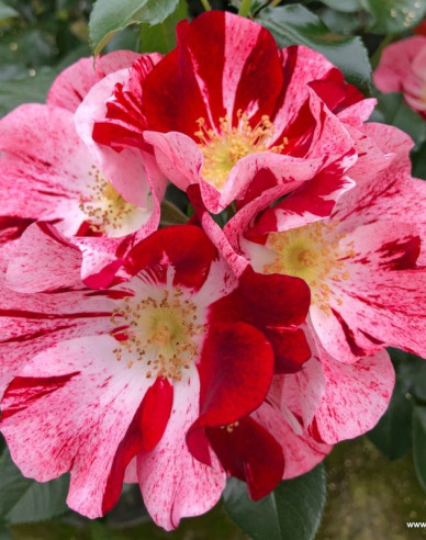 Ruža ´Simsalabim´