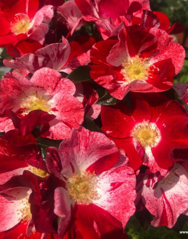 Ruža ´Simsalabim´