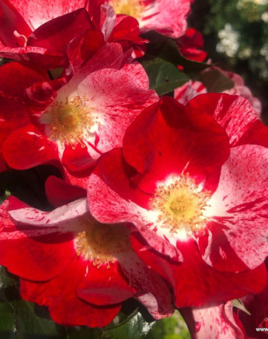 Ruža ´Simsalabim´