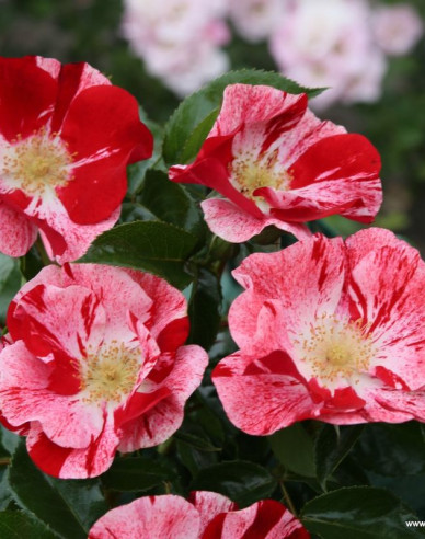 Ruža ´Simsalabim´