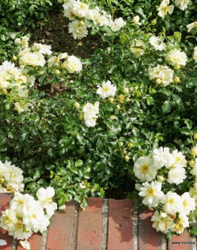 Ruža ´Sunny Rose´