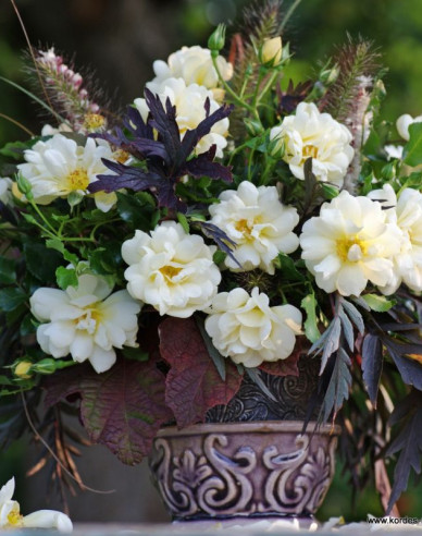 Ruža ´Sunny Rose´