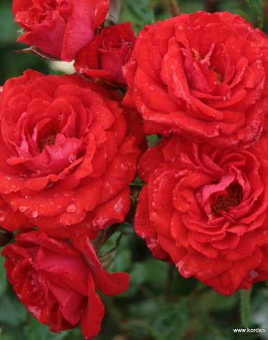 Ruža ´Zwergenfee 09´