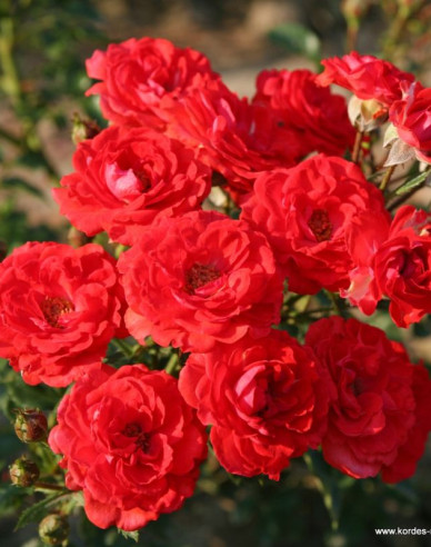 Ruža ´Zwergenfee 09´