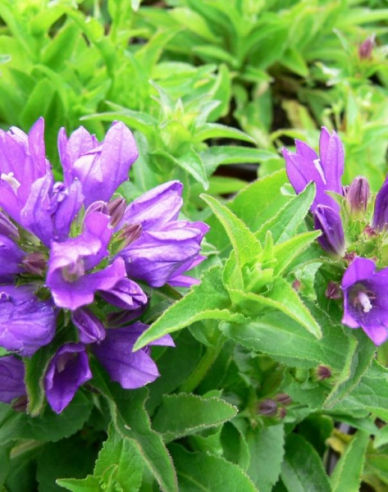 Zvonček klbkatý ’Bellefleur Blue’