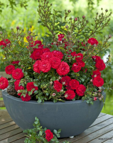 Ruža ´Zwergenfee 09´