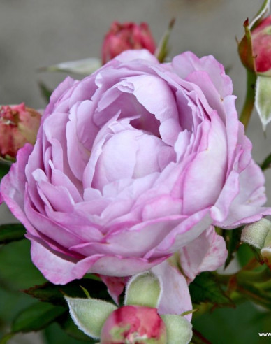 Ruža ´Herzogin Dorothea´