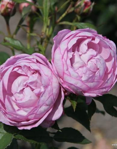 Ruža ´Herzogin Dorothea´