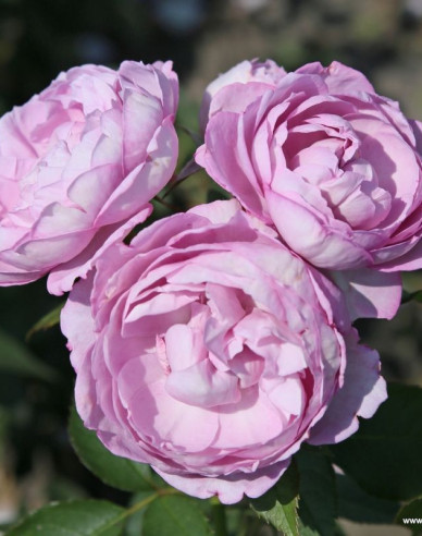 Ruža ´Herzogin Dorothea´