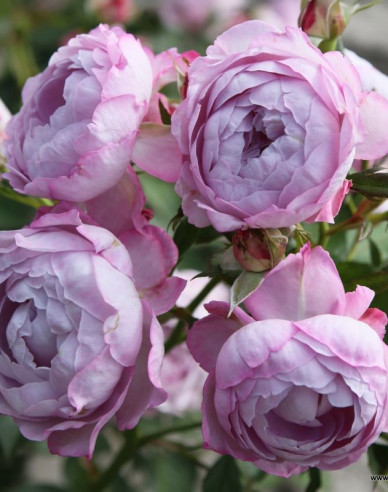 Ruža ´Herzogin Dorothea´