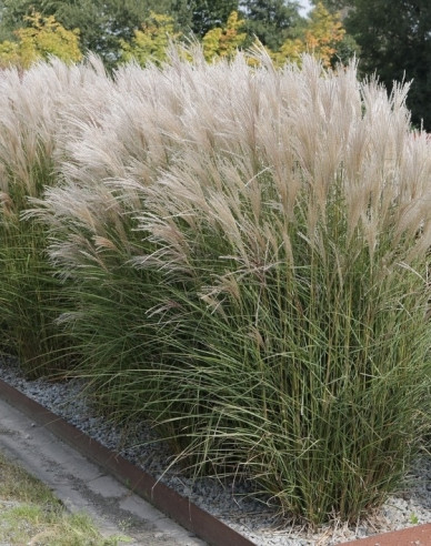 Ozdobnica čínska ´Kleine Silberspinne´ 2l