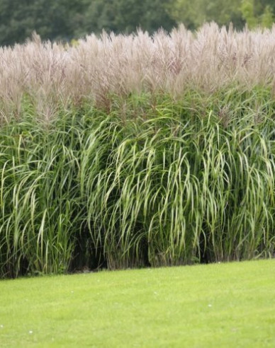 Ozdobnica čínska ´Kleine Silberspinne´ 2l