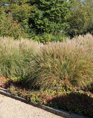 Ozdobnica čínska ´Kleine Silberspinne´ 2l