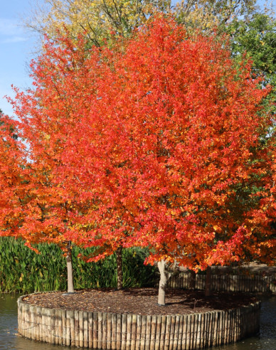Tupelo lesné  - Nyssa sylvatica