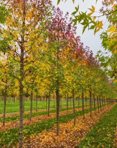 Tupelo lesné  - Nyssa sylvatica