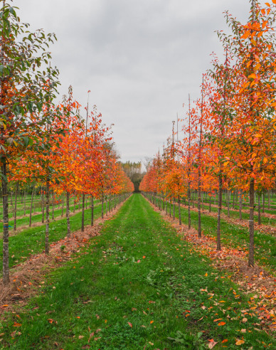 Tupelo lesné  - Nyssa sylvatica
