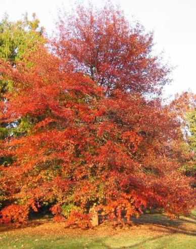 Tupelo lesné  - Nyssa sylvatica