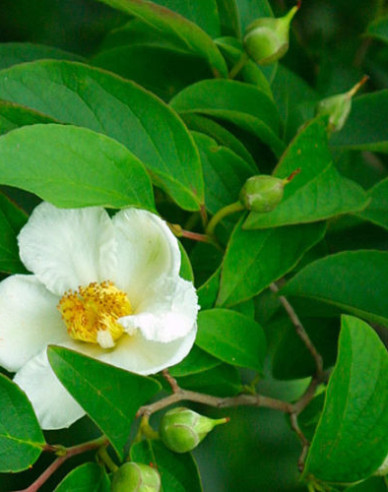 Stewartia kaméliovitá