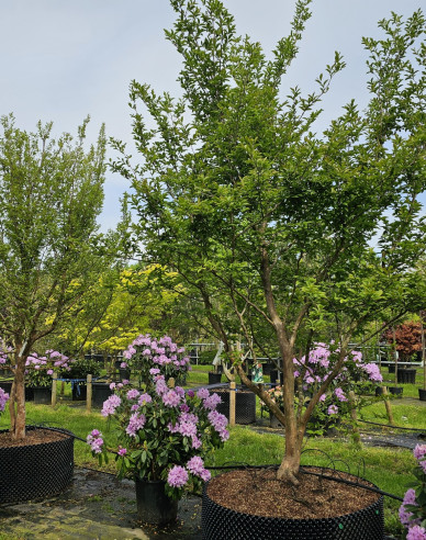 Stewartia kaméliovitá