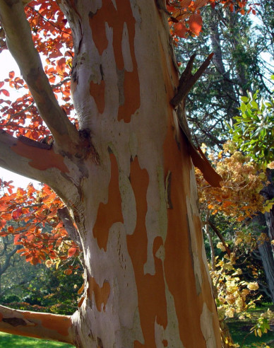 Stewartia kaméliovitá
