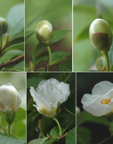 Stewartia kaméliovitá
