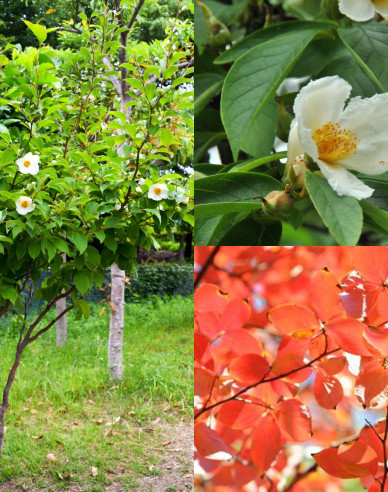 Stewartia kaméliovitá