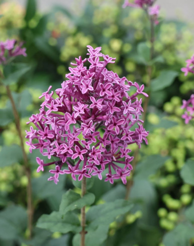 Orgován ´Dark Purple´ na kmienku