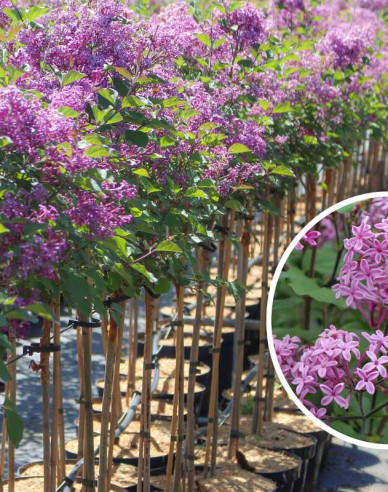 Orgován ´Dark Purple´ na kmienku