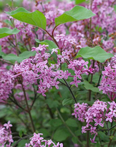 Orgován ´Dark Purple´ na kmienku