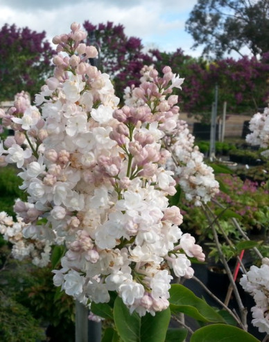 Orgován ´Beauty of Moscow´ na kmienku