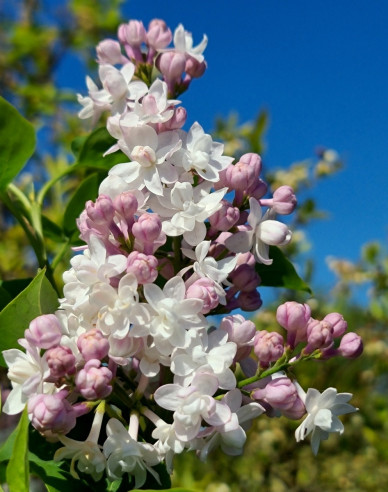 Orgován ´Beauty of Moscow´ na kmienku