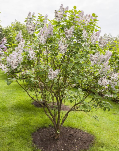 Orgován ´Beauty of Moscow´ na kmienku