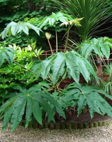 Aralia papierodárna ’Rex’