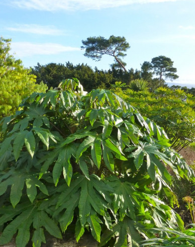 Aralia papierodárna ’Rex’