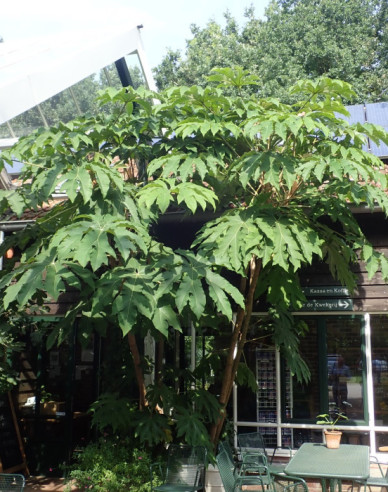 Aralia papierodárna ’Rex’