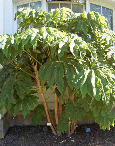 Aralia papierodárna ’Rex’