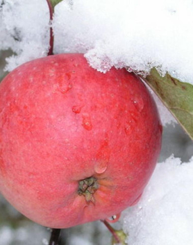 Jabloň Fuji zimná, podp. M9, kont. 5l