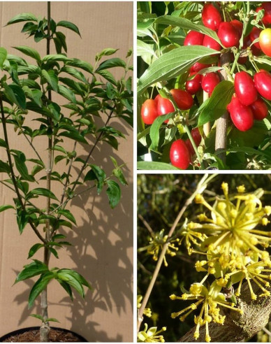 Drieň obyčajný ´Jolico´ 160cm