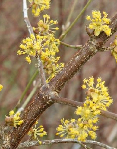 Drieň obyčajný ´Jolico´ 160cm