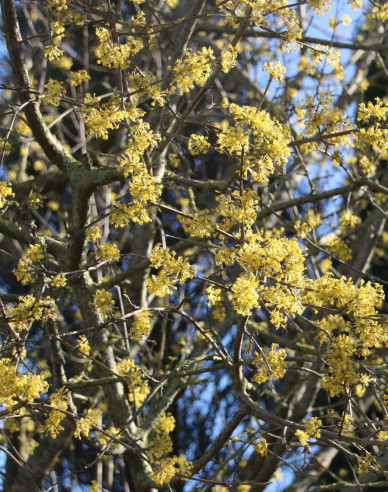 Drieň obyčajný ´Jolico´ 160cm