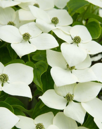 Drieň japonský 160cm