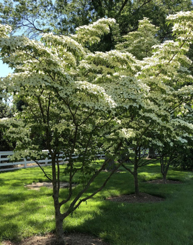 Drieň japonský 160cm