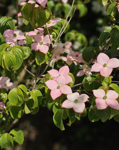 Drieň kousa (čínsky) ´Satomi´