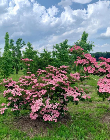 Drieň kousa (čínsky) ´Satomi´