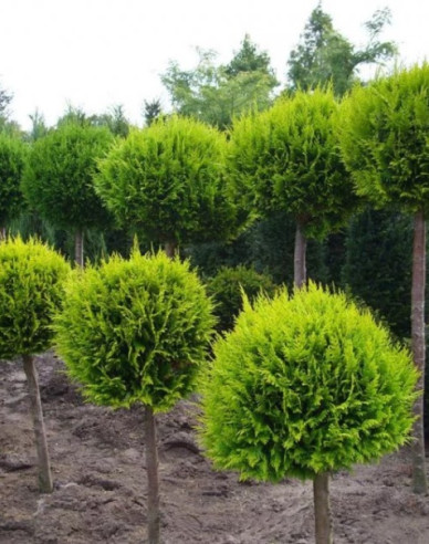 Tuja smaragdová ´Guľa´ na kmienku