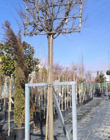 Slivka čerešňoplodá ´Pissardi´ - Špalliera