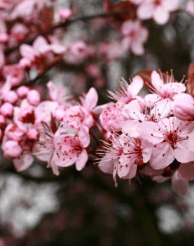 Slivka čerešňoplodá ´Pissardi´ - Špalliera